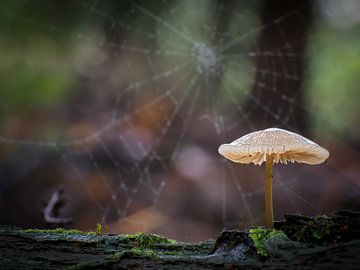 paddenstoel met spinnenweb op de achtergrond van Femke Straten