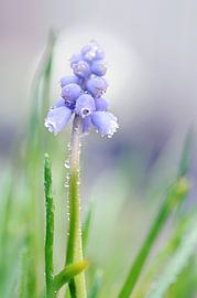 Macro - Blauwe druif von Angelique Brunas