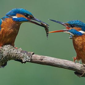 Martin-pêcheur - L'amour au bord de l'eau sur Martins-pêcheurs - Corné van Oosterhout