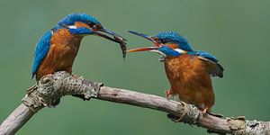 Kingfisher - Love on the waterfront by Kingfisher.photo - Corné van Oosterhout