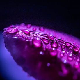 Tulip with water drops by Tara Kiers