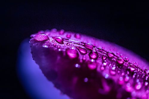 Tulp met waterdruppels