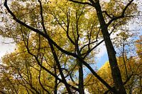 Autumn patterns
