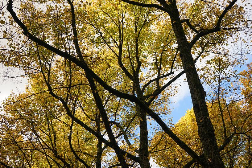 Autumn patterns by Martijn Stoppels
