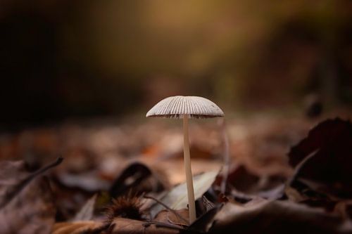 Champignon