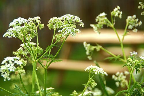Fluitenkruid en picknickbank
