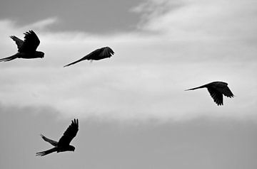 Papegaai vliegend in de lucht, zwart-wit foto van Carolina Reina