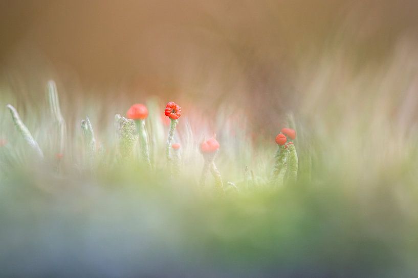 Red match by Pieter Poot