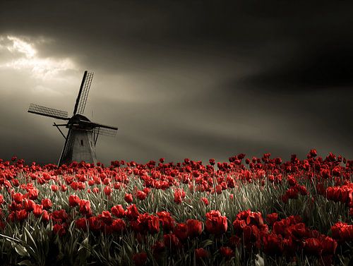 Storm over the Bulbs | Tulip field with windmill