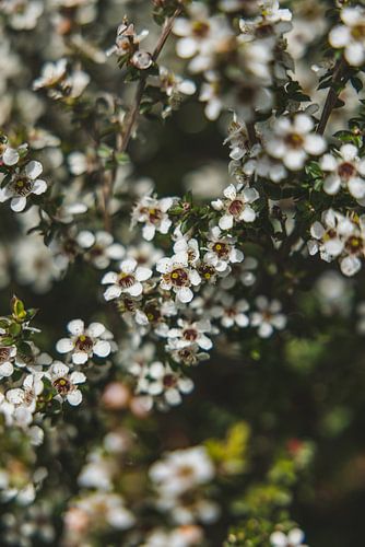 Tasman National Park: Een Spektakel van Natuurlijke Wonderen