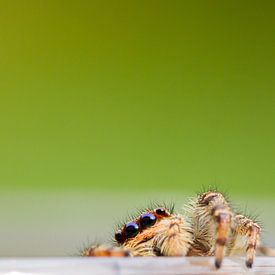 Kiekboe / Jumping Spider von Harm Rhebergen