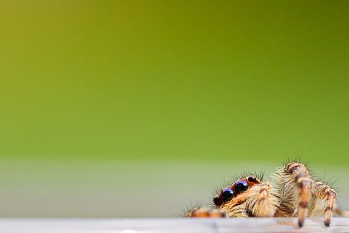 Kiekboe / Jumping Spider