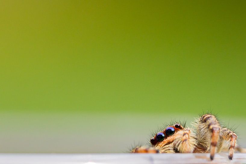 Kiekboe / Jumping Spider van Harm Rhebergen