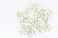Witte Schermbloem