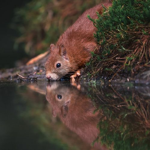 Eekhoorn drinkt water uit de rivier