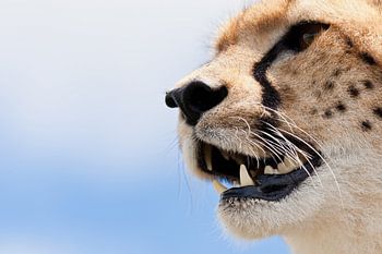 Porträt eines Geparden