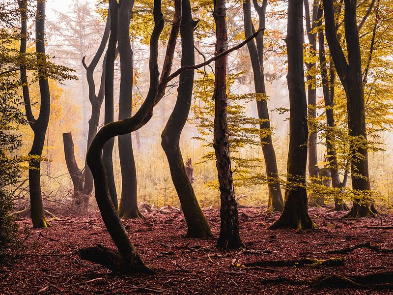 Pumpkin haze by Tvurk Photography