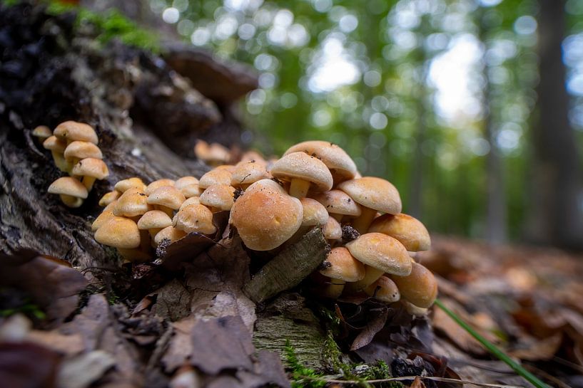 Mushrooms growing on a tree trunk in a deciduous forest in autumn by Mario Plechaty Photography