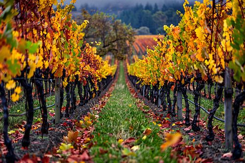 Herfst in de wijngaard met kleurenpracht