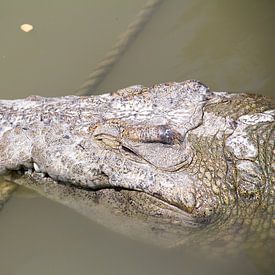 Krokodil von Daniël Smits