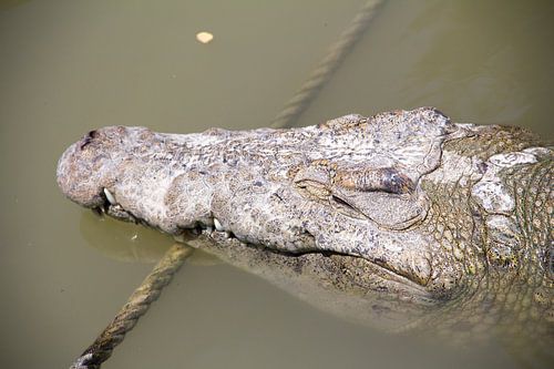 crocodile