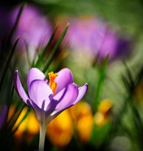 Crocus à la lumière