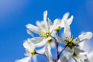 Des fleurs dans le ciel sur Ramon Bovenlander