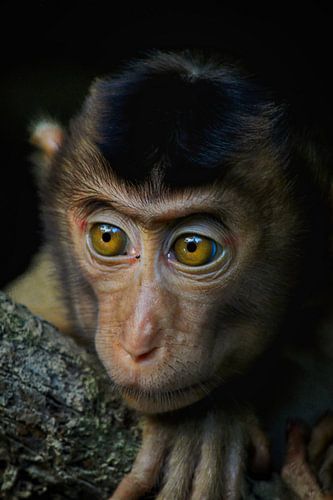 Baby macaque in Borneo