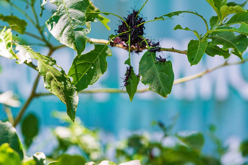 Zwarte sprinkhanen van Ben Bolwerk