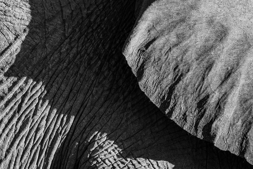 Zwart-wit detail foto van een woestijnolifant / olifant - Twyfelfontein, Namibië van Martijn Smeets