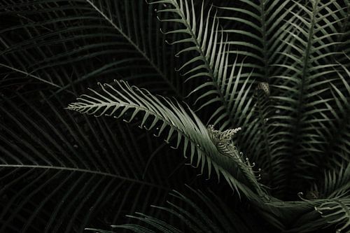 Dark Green Plant