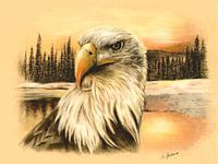 Bald Eagle in the Wild handpainted