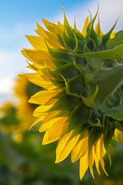 Back of a sunflower in France. by Christa Stroo photography