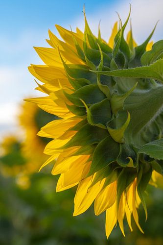Dos d'un tournesol en France.
