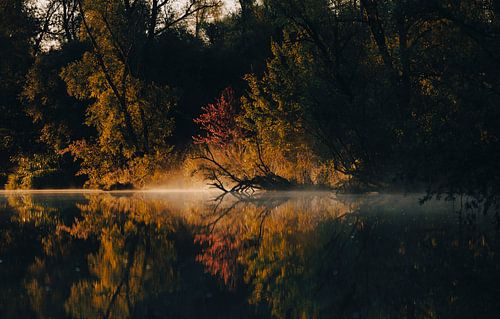 Morning mist Biesbosch