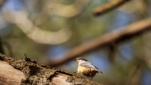 Nuthatch looks back for a moment