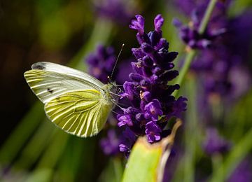 Sommer im Park von Christiane Baur