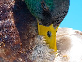 Duck (Woerd) by Hans van der Putten