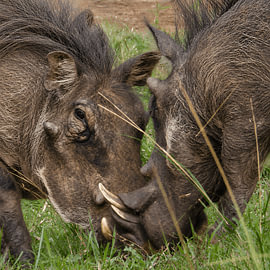Fighting wart hogs