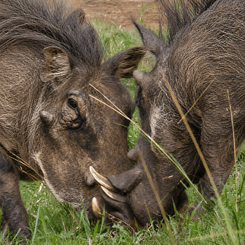Fighting wart hogs