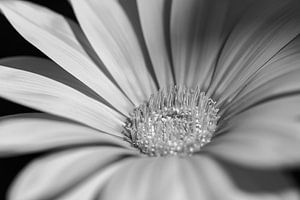 Bloem in zwart wit