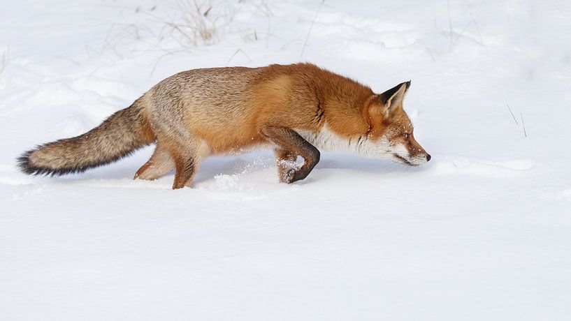 Un renard dans la neige par Menno Schaefer