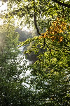 Seeing water trough leaves, England