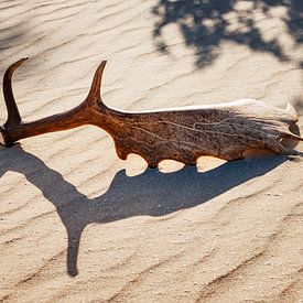 Antlers by Pim Leijen