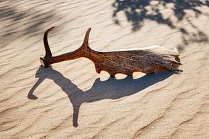 Bois de cerf