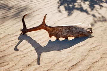 Antlers by Pim Leijen