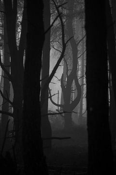 Kronkelige dennenboom in mistig bos zwart wit van Edward Smits
