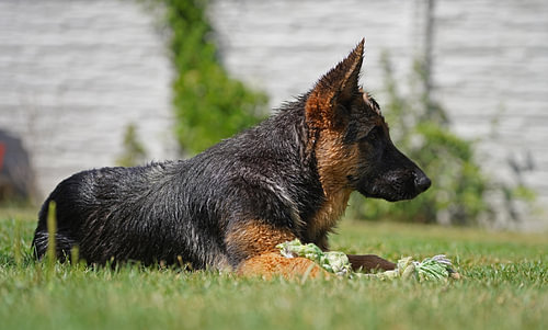 Schapenhond (puppy) liggend met speelbot