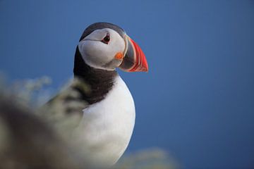 Puffins in the last evening light Norway by Frank Fichtmüller