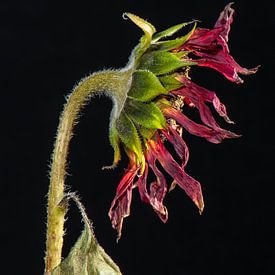 Zonnebloem van Haaije Bruinsma Fotografie